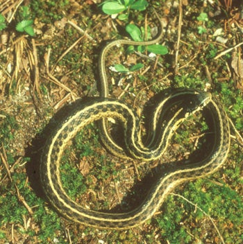 Eastern Garter Snake | Outdoor Alabama